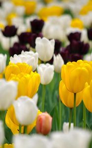 Preview wallpaper tulips, flowerbed, spring, many, multicolored