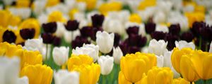 Preview wallpaper tulips, flowerbed, spring, many, multicolored