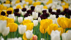 Preview wallpaper tulips, flowerbed, spring, many, multicolored