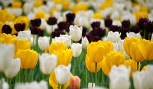 Preview wallpaper tulips, flowerbed, spring, many, multicolored