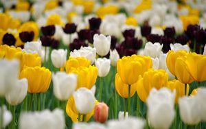 Preview wallpaper tulips, flowerbed, spring, many, multicolored