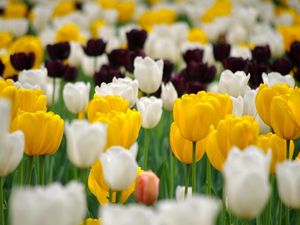 Preview wallpaper tulips, flowerbed, spring, many, multicolored