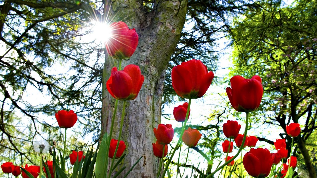Wallpaper tulips, flowerbed, sun, park, trees