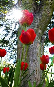 Preview wallpaper tulips, flowerbed, sun, park, trees