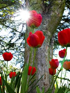 Preview wallpaper tulips, flowerbed, sun, park, trees