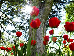 Preview wallpaper tulips, flowerbed, sun, park, trees