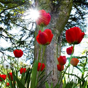 Preview wallpaper tulips, flowerbed, sun, park, trees