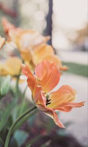 Preview wallpaper tulips, flowering, buds