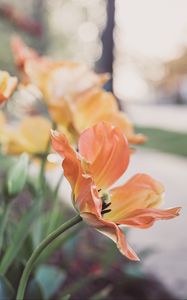 Preview wallpaper tulips, flowering, buds