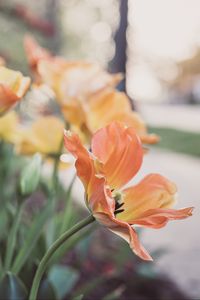 Preview wallpaper tulips, flowering, buds