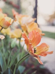 Preview wallpaper tulips, flowering, buds