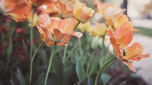 Preview wallpaper tulips, flowering, buds
