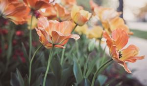 Preview wallpaper tulips, flowering, buds