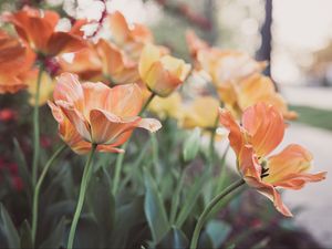 Preview wallpaper tulips, flowering, buds