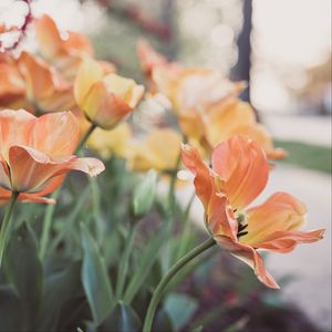 Preview wallpaper tulips, flowering, buds