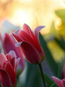 Preview wallpaper tulips, flowers, bloom, bud