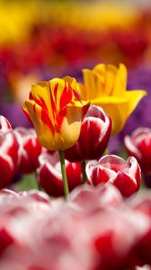 Preview wallpaper tulips, flowers, blur