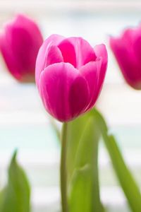 Preview wallpaper tulips, flowers, blur, petals, pink