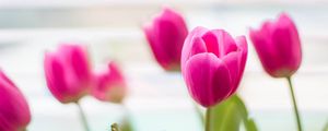 Preview wallpaper tulips, flowers, blur, petals, pink