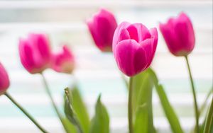 Preview wallpaper tulips, flowers, blur, petals, pink
