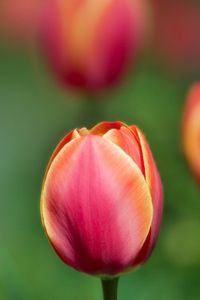 Preview wallpaper tulips, flowers, blurred, close-up