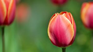 Preview wallpaper tulips, flowers, blurred, close-up