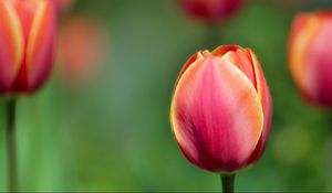 Preview wallpaper tulips, flowers, blurred, close-up