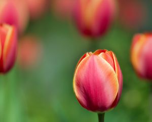 Preview wallpaper tulips, flowers, blurred, close-up