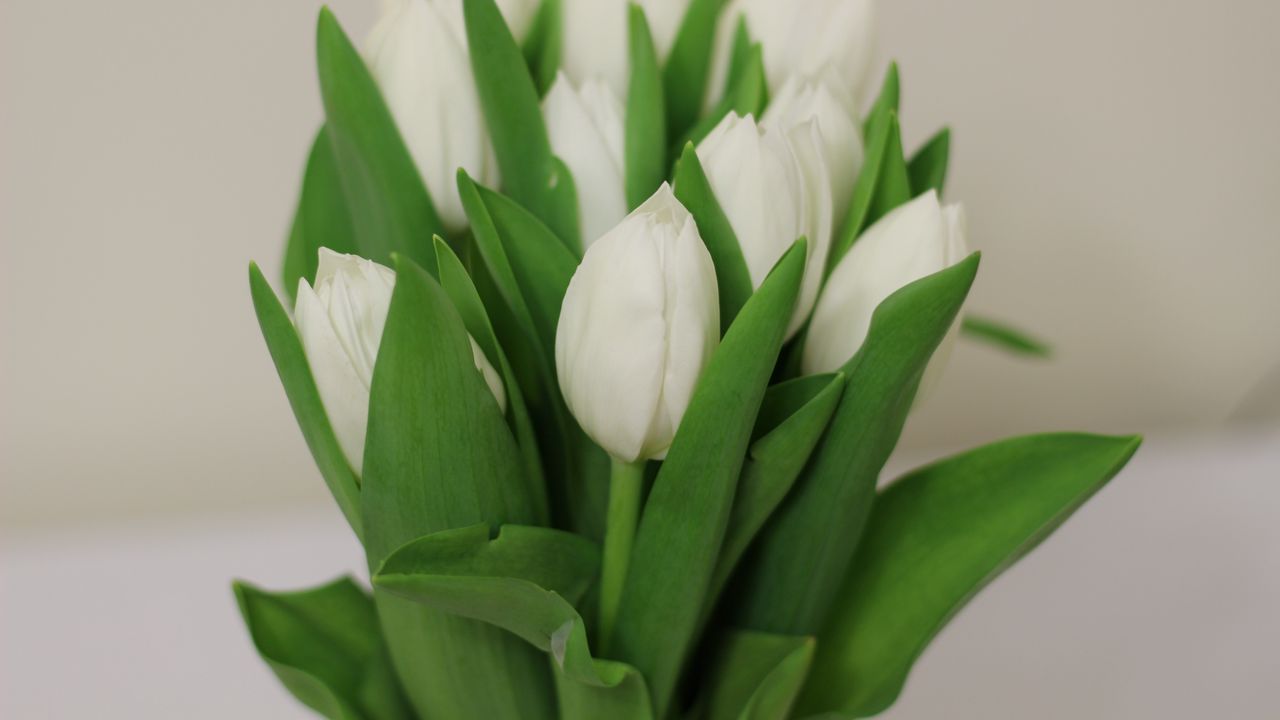 Wallpaper tulips, flowers, bouquet, white