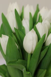 Preview wallpaper tulips, flowers, bouquet, white