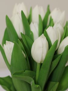 Preview wallpaper tulips, flowers, bouquet, white