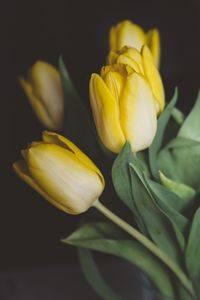 Preview wallpaper tulips, flowers, bouquet, yellow