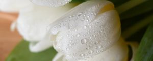 Preview wallpaper tulips, flowers, bouquet, white, wet