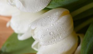 Preview wallpaper tulips, flowers, bouquet, white, wet