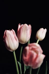 Preview wallpaper tulips, flowers, bouquet, pink, black