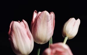 Preview wallpaper tulips, flowers, bouquet, pink, black