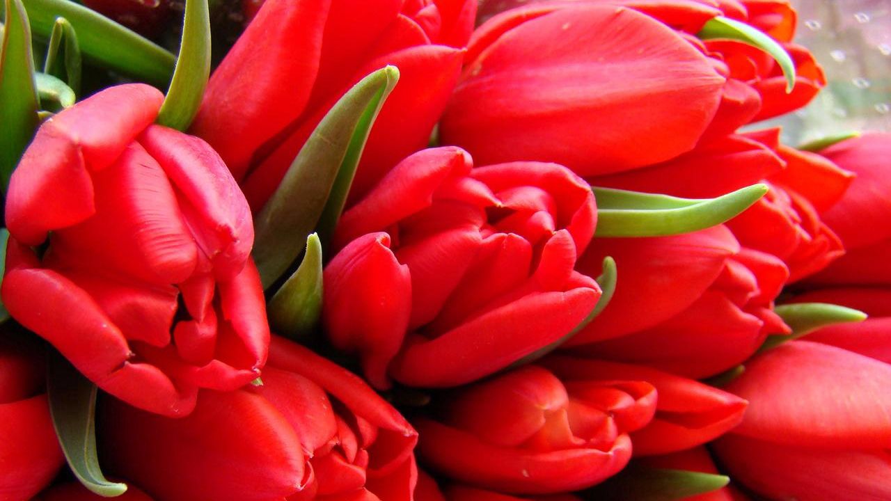 Wallpaper tulips, flowers, bouquet, wrap