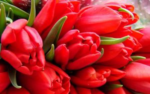 Preview wallpaper tulips, flowers, bouquet, wrap