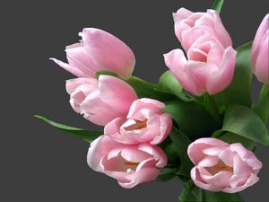 Preview wallpaper tulips, flowers, bouquet, tender