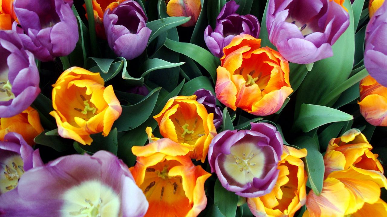 Wallpaper tulips, flowers, bouquet, different, stamens