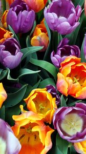 Preview wallpaper tulips, flowers, bouquet, different, stamens