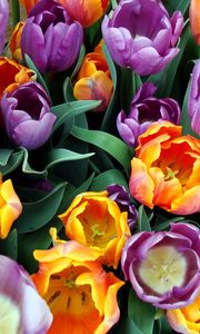 Preview wallpaper tulips, flowers, bouquet, different, stamens