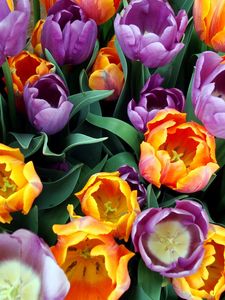 Preview wallpaper tulips, flowers, bouquet, different, stamens