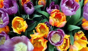 Preview wallpaper tulips, flowers, bouquet, different, stamens