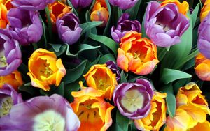 Preview wallpaper tulips, flowers, bouquet, different, stamens