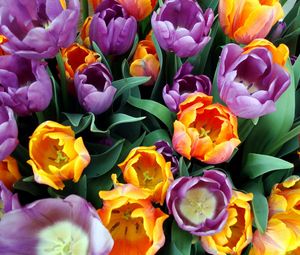 Preview wallpaper tulips, flowers, bouquet, different, stamens