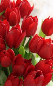 Preview wallpaper tulips, flowers, bouquet, red, beautifully