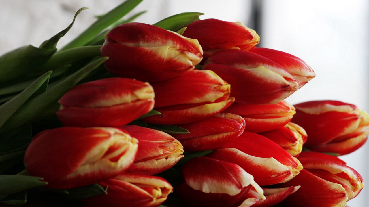 Wallpaper tulips, flowers, bouquet, buds, table
