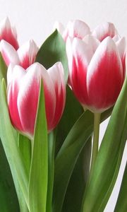 Preview wallpaper tulips, flowers, bouquet, colorful, spring