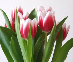 Preview wallpaper tulips, flowers, bouquet, colorful, spring